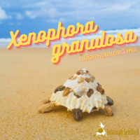 Andaman seashell เปลือกหอยแต่งตัวหิน (Xenophora granulosa)