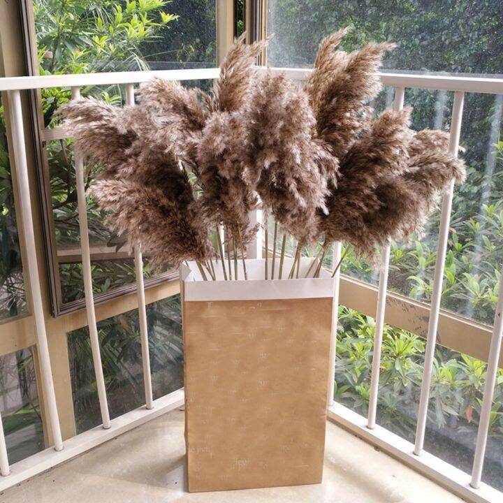 cw-20pcs-dried-plants-pampas-grass-natural-phragmites-communis-wedding-flower-bunch-raw-color