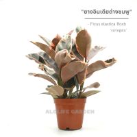 ยางอินเดียด่างชมพู 1กระถางมี3ต้น กถ.5 นิ้ว Ficus elastica Roxb. ex Hornem. variegata