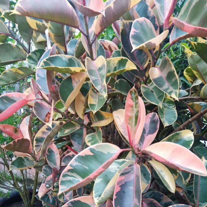 Malaysia Stock Pokok Ficus Elastica Variegated bunga hiasan laman ...