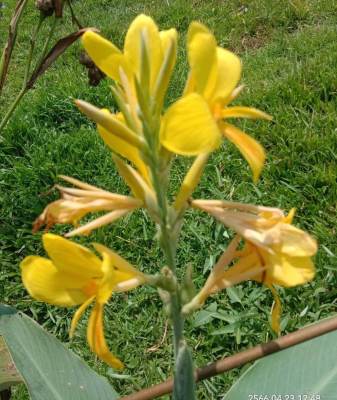 พุทธรักษาสีเหลือง (กลีบหนา) 1หน่อ  ต้นพุทธรักษา พุทธรักษา