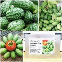 เมล็ดพันธุ์ แตงกวาจิ๋ว เม็กซิกัน (Mexican Sour Gherkin Cucumber Seed) 10 เมล็ด คุณภาพดี ราคาถูก ของแท้