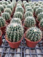 White barrel cactus ถังเงิน แคคตัส ไม้มงคลไม้หายาก ‼️น่าสะสม ขนาด 10-12 cm ส่งทั้งกระถาง 4 นิ้ว