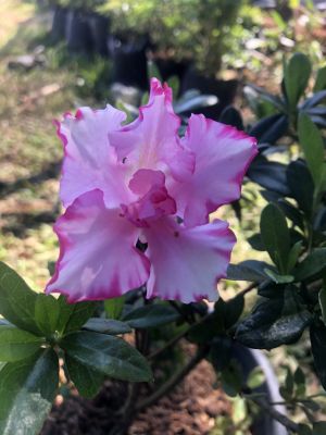 กุหลาบพันปี กระถาง11นิ้วสูงประมาณ25-50cm. (อังกฤษ:Azalea)เป็นชื่อสกุลของไม้ดอกในสกุล Rhododendron ในวงศ์กุหลาบป่า (Ericaceae) เป็นไม้พุ่ม ดอกสีสันสวยงาม