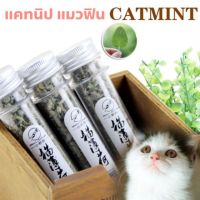 Catnip แคทนิป กัญชาแมว ตำแยแมว แมวฟิน