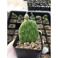 โปรโมชั่น ส่งทั้งกระถาง- แคคตัสแตงโม Opantia Decumbens Cactus #กระบองเพชร#พืชทนแล้ง#ไม้ประดับ#ตกแต่งบ้าน#ตกแต่งคอนโด ราคาถูก  แคคตัส กระบองเพรช ตะบองเพรช ไม้จิ๋ว ไม้ตั้งโต๊ะทำงาน ไม้ประดับ ไม้มงคล ไม้ดอก