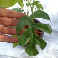 โปรแรง ฟิโลเดนดรอนจินนี่ (Philodendron Ginny) หรือ มอนสเตอร่ามินิ  เลือกทางแชทได้ ส่งทั้งกระถาง 5.5" เก็บเงินปลายทาง