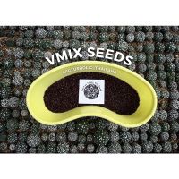 (โปร++) เมล็ดเเคคตัส เมล็ดเเอสโตรไฟตัม เเอสโตรไฟตัม cactus seeds เมล็ดVmix ส่วนลด เมล็ดพันธุ์ พันธุ์ข้าว เมล็ดหญ้า เมล็ดข้าวโพด