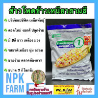 ข้าวโพดสามสี 1 กิโลกรัม หมดอายุ 1/6/2567 ลอตใหม่ งอกดี ข้าวโพด สามสี ขาว เหลือง ม่วง แปซิฟิค ข้าวโพดหวาน ลูกผสม ฝักใหญ่ หวานเหนียวนุ่ม อร่อย