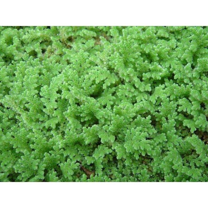 AZOLLA AQUATIC PLANTS 50 Pcs Seeds Lazada PH   79ee14c0a39415d5007c7027021caed9  720x720q80 