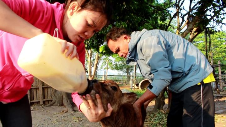 ขวดนมวัวขนาด-1-ลิตร-และ-2-ลิตรสินค้าคุณภาพมาตราฐานส่งตรงจากไทย