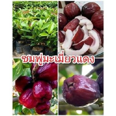 ขายดีอันดับ1 ชมพู่มะเมี่ยวแดง รสชาติหอมหวาน ต้นพันธุ์สูง 40-50 ซม.แข็งแรงพร้อมปลูก ปลูกง่ายโตไว 2 ปีติดผล ส่งทั่วไทย ต้นไม้ ฟอก อากาศ กระถาง ต้นไม้ ไม้ ประดับ ต้นไม้ ปลูก ใน บ้าน