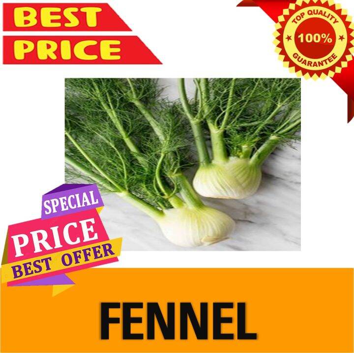 FENNEL SEEDS/ HERB SEEDS Lazada PH