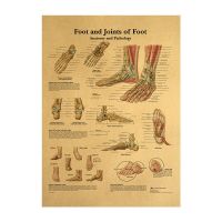 Anatomy and Injuries of The Foot and Ankle Poster - Anatomical Chart of Foot and Ankle Joint Bar Wine Tools