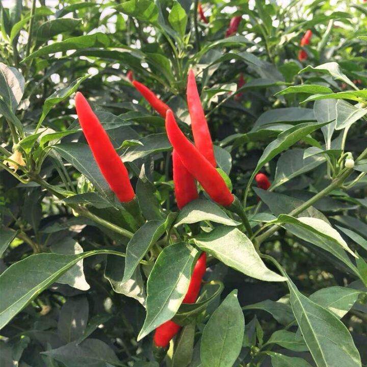 Benih Cili Api Merah Red Chilli Seed | Lazada PH