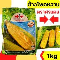 [1kg] เมล็ดพันธุ์ ศรแดง ข้าวโพดหวาน ข้าวโพด ลูกผสม จัมโบ้สวีท หวาน ปลูกง่าย 1KG