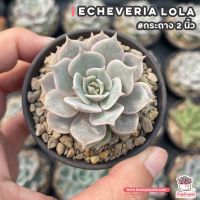 ขายดีอันดับ1 Echeveria Lola ไม้อวบน้ำ กุหลาบหิน cactus&amp;succulentหลากหลายสายพันธุ์ คุ้มสุดสุด ต้นไม้ ฟอก อากาศ กระถาง ต้นไม้ ไม้ ประดับ ต้นไม้ ปลูก ใน บ้าน