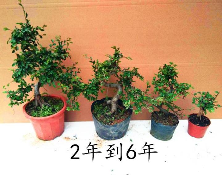 cod-elm-bonsai-tree-pile-leaf-old-pile