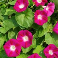 Scarlett ohara Morning Glory Flower (40 seeds) มอนิ่งกลอรี สีแดง (40 เมล็ด)