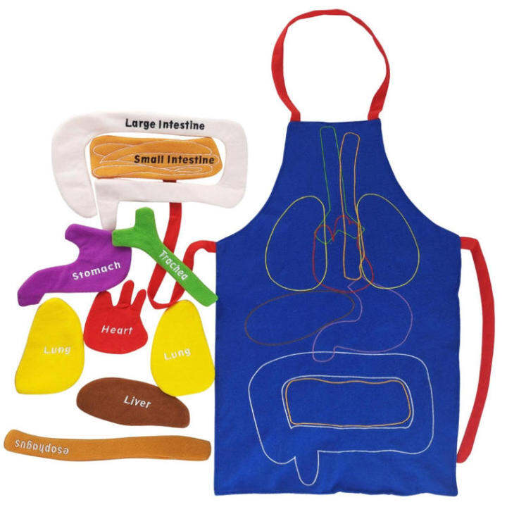 Human Anatomy Apron Body Model for Kids Educational Organ Plush Toys ...