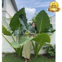 Alocasia Borneo Giant, บอนกระดาด, บอนยักษ์, ต้นบอน, ไม้ฟอกอากาศ