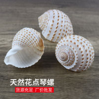 Spot parcel post Qinluo Natural Shell Big Sea Conch Fish Tank Aquarium Decorations Scallop and Fish Breeding Shell Succulent Flowerpot Decoration Wholesale