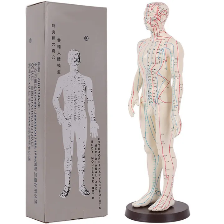 Acupuncture Model 50Cm Male Female With Base Human Acupuncture