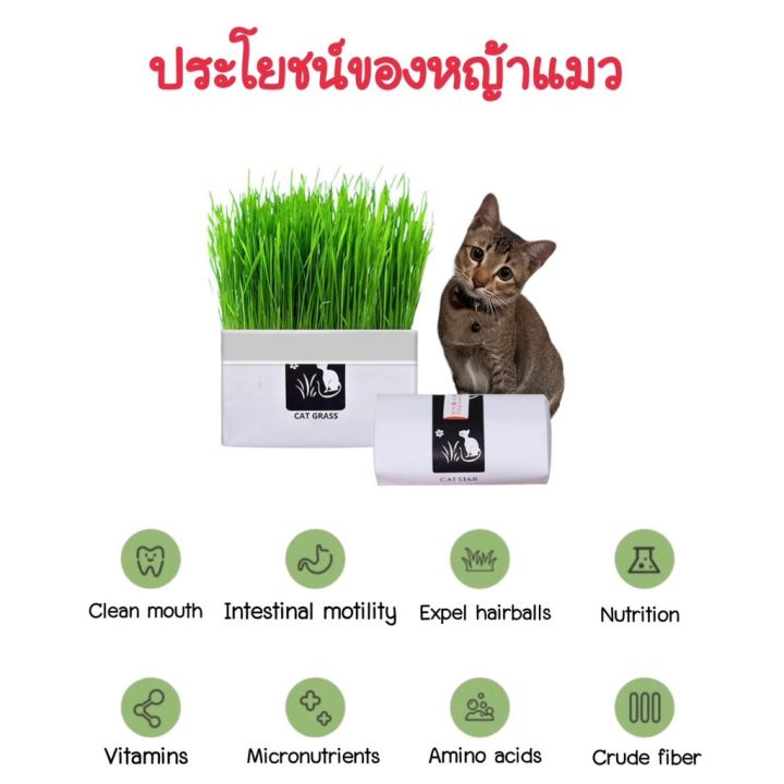 พร้อมส่งในไทย-หญ้าแมว-ข้าวสาลีแมว-ชุดปลูกข้าวสาลี-ต้นข้าวสาลีแมว-เมล็ดข้าวสาลี-40กรัม