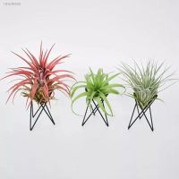 ✤ Air Plant Holder Metal Flower Pot Stand Geometric Iron Tillandsia Holder Art Display Home Garden Ornaments Dropship