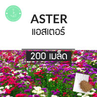 (พร้อมส่ง?) เมล็ดพันธุ์ ดอกไม้ แอสเตอร์ คละสี 200 เมล็ด Aster Flower แท้100% นำเข้าจากต่างประเทศ - รสธรรมชาติ