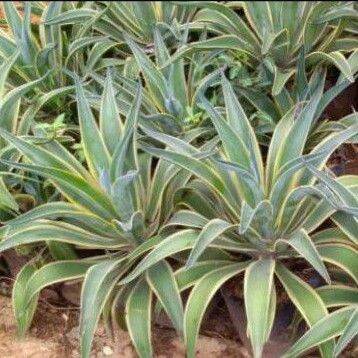 Tanaman Hias Agave Siklok Agave Siklok Lazada Indonesia