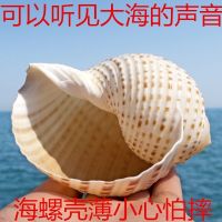 [COD] Qin snail shell big fish tank aquarium decoration roll shellfish breeding succulent flower