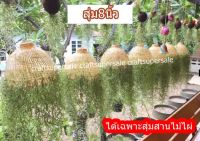 สุ่มโคมไฟ สุ่มไก่ สานไม้ไผ่ กว้าง 8 นิ้ว ใส่เคราฤาษี สินค้าพร้อมส่ง มีเก็บปลายทาง **มีแค่สุ่มให้**