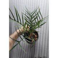 พร้อมส่ง โปรโมชั่น Philodendron Tortum ฟิโลทอร์ทั่ม ไม้เนื้อเยื่อ Size(S) ส่งทั่วประเทศ พรรณ ไม้ น้ำ พรรณ ไม้ ทุก ชนิด พรรณ ไม้ น้ำ สวยงาม พรรณ ไม้ มงคล