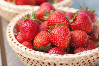 20 เมล็ด Tristar Strawberry Seeds เมล็ดสตอเบอร์รี่ ของแท้ 100% สตรอเบอร์รี่ สตอเบอรี สตอเบอรี่ อัตราการงอก 70-80% Strawberry Seeds Seed มีคู่มือวิธีปลูก