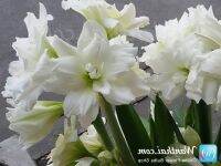 2 หัว/ชุด ว่านสีทิศฮอลแลนด์ Amaryllis white nymph ขนาดหัว 18-24 ซ.ม สินค้านำเข้า หัวแช่เย็นแล้ว หัวมีขนาดใหญ่ มีพร้อมคู่มือการปลูก