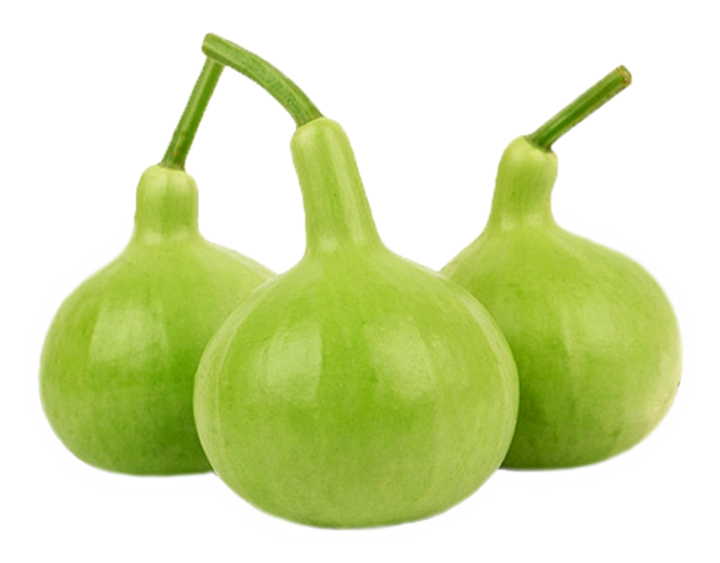 น้ำเต้าอ่อน-เมล็ดพันธุ์น้้ำเต้ามงคล-bottle-gourd-seeds-เมล็ดพันธุ์น้ำเต้า