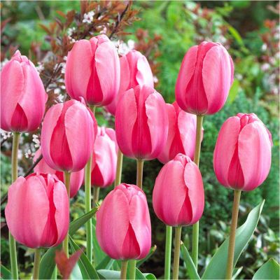 20 เมล็ดพันธุ์ Garden Seeds ทิวลิป เป็นสัญลักษณ์ของ จินตนาการ ความใฝ่ฝัน คู่รักที่สมบูรณ์แบบ Tulip Seed นำเข้าจากยุโรป อัตราการงอก 80-85%