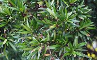 ขายส่ง 100 เมล็ด เมล็ดสนใบพาย สนใบพาย Podocarpus polystachyus หลิวอรหันต์ สนจักรพรรดิ์ หลิวไต้หวัน สนประดิพัทธ์ สนใบเล็ก พญาไม้ใบเล็ก