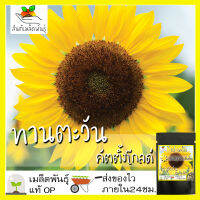 เมล็ดพันธุ์ ทานตะวันคัตติ้งโกลด์ F1(พันธุ์ตัดดอก) 10 เมล็ด Cutting Gold F1 Sunflower เมล็ดพันธุ์แท้ นำเข้าจากต่างประทศ