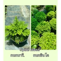 ( Promotion+++) คุ้มที่สุด เฟิร์นกนกอินโด และ เฟิร์นกนกนารี Spike Moss มอส จัดสวนถาด ราคาดี พรรณ ไม้ น้ำ พรรณ ไม้ ทุก ชนิด พรรณ ไม้ น้ำ สวยงาม พรรณ ไม้ มงคล