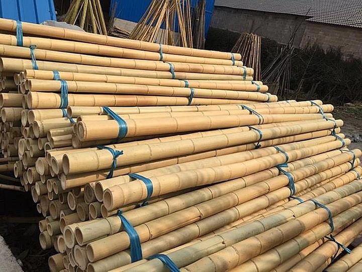 ขายส่ง-500-เมล็ด-เมล็ดไผ่moso-ไผ่โมโซ-moso-bamboo-phyllostachys-pubescens-ไผ่ลำเดี่ยว-ไผ่-bamboo-สารสกัดจากไผ่-พืชเศรษฐกิจ-สายพันธุ์ไผ่-ถ่านไม้ไผ่