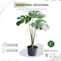 ??มอนสเตอร่า ไจแอนท์ (พลูฉีก) " Monstera deliciosa " ??