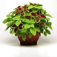 50 เมล็ด เมล็ดพันธุ์ ฤาษีผสม Coleus seed อัตราการงอกสูง 80-90% มีคู่มือปลูก