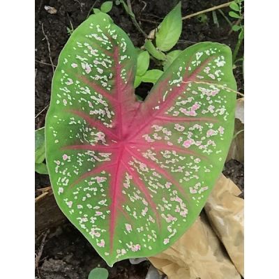 บอนสี caladium ต้นตามภาพ เลี้ยงง่าย โตไว สวย ต้นไม้ประดับ สีสรรสวยงาม  ต้นบอนสี ไม้หายาก บอนด่าง บอน ต้นบอน ต้นไม้ประดับ