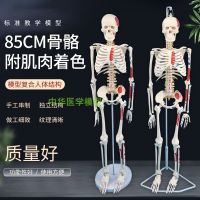 85 cm body bone disc model with nerve and muscle shaded muscle load-point skeleton spine medicine