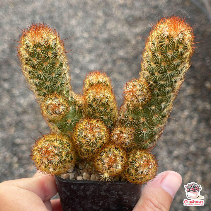 hot-นิ้วนาค-ไซส์เล็ก-mammillaria-elongata-แคคตัส-เพชร-cactus-amp-succulent-ส่งด่วน-พรรณ-ไม้-น้ำ-พรรณ-ไม้-ทุก-ชนิด-พรรณ-ไม้-น้ำ-สวยงาม-พรรณ-ไม้-มงคล