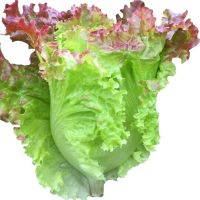 เมล็ดพันธุ์ ผักกาดหอมอิตาลี สีแดงอ่อน (Red Italian Lettuce Seed) บรรจุ 100 เมล็ด หัวใหญ่ กรอบมาก หวาน