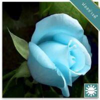 30 เมล็ด เมล็ดพันธุ์ กุหลาบ สตาร์แอนด์สไตร้พส์ Tiger Striped Rose Seeds สี ขาว-ฟ้า ดอกใหญ่ นำเข้าจากต่างประเทศ พร้อมคู่มือ เมล็ดสด ใหม่