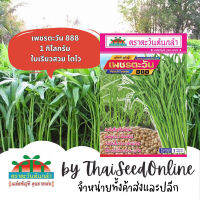 ADVCOM ผักบุ้ง1กก เพชรตะวัน 888 ตราตะวันต้นกล้า